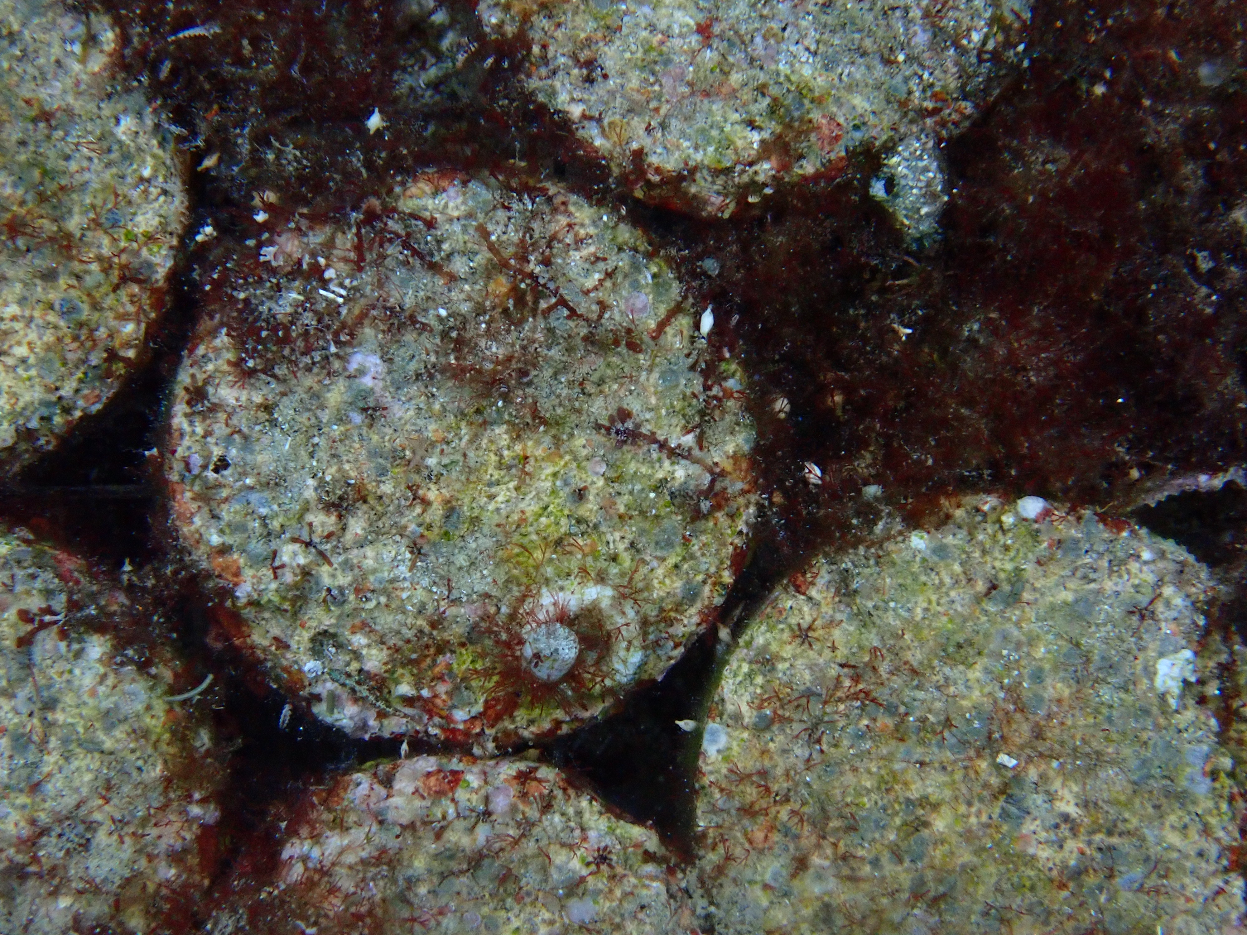 Coralline algae coverage on BluSinkies
