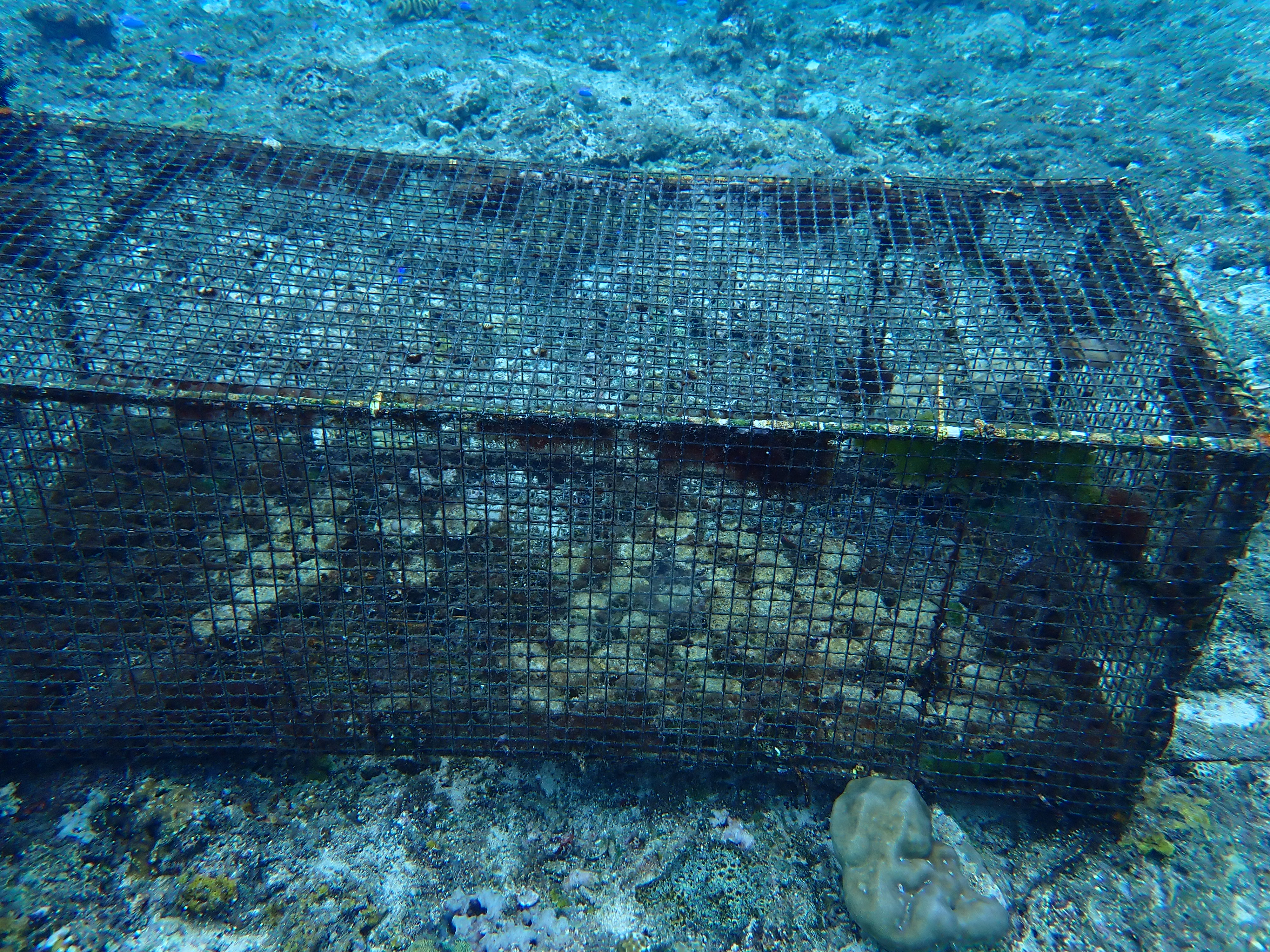 BluSink coral restoration cage deployed underwater in Ambon, Indonesia