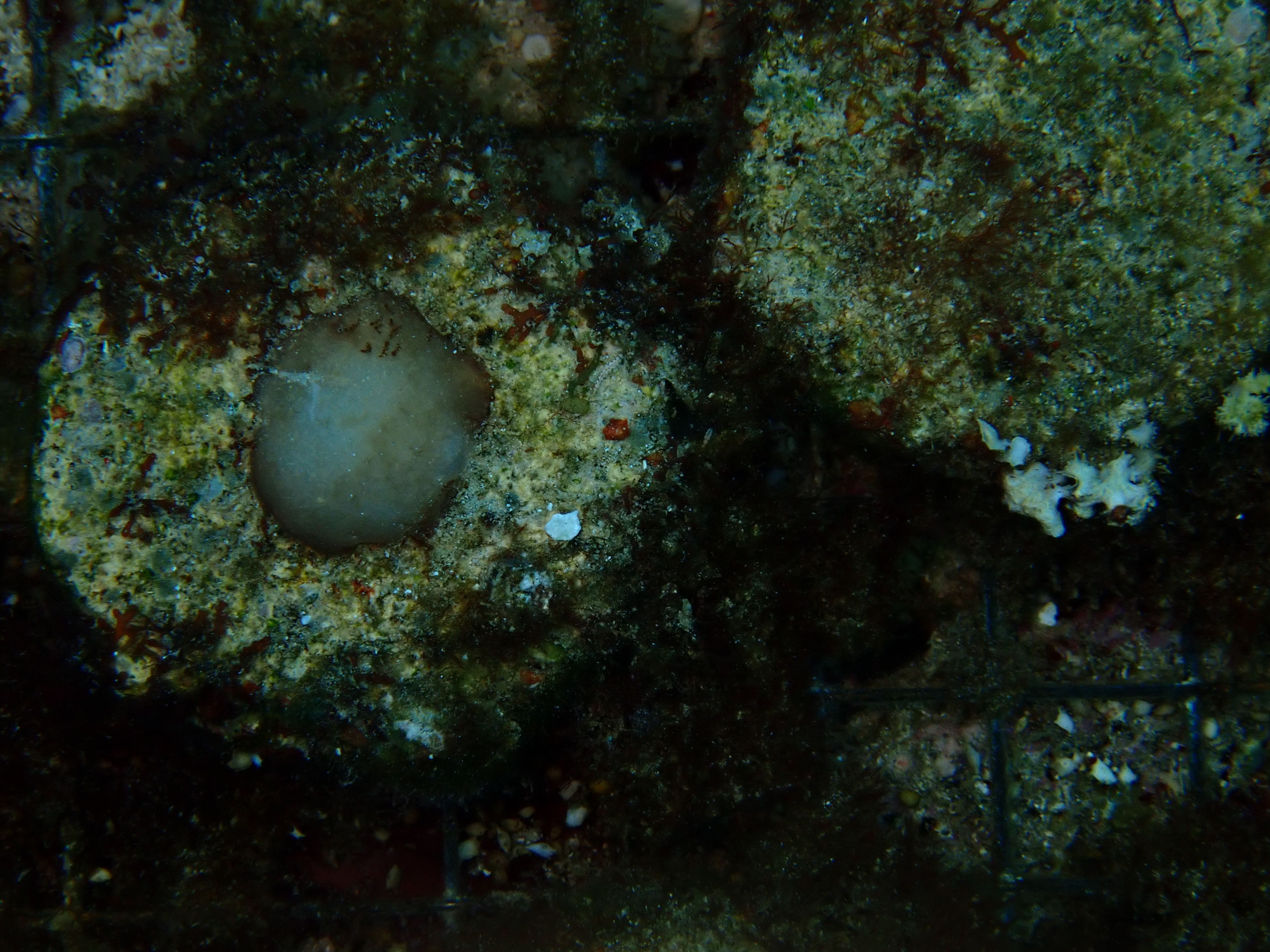 Natural coral recruitment on BluSink substrate